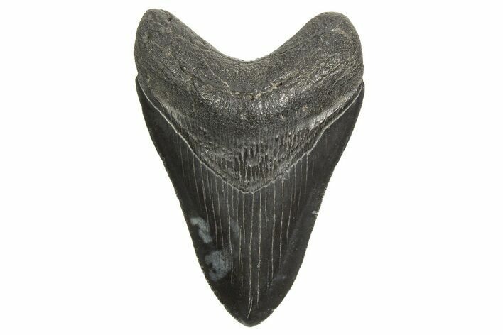 Serrated, Fossil Megalodon Tooth - South Carolina #340169